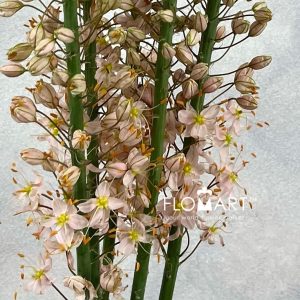 Eremurus Romance - Image 2
