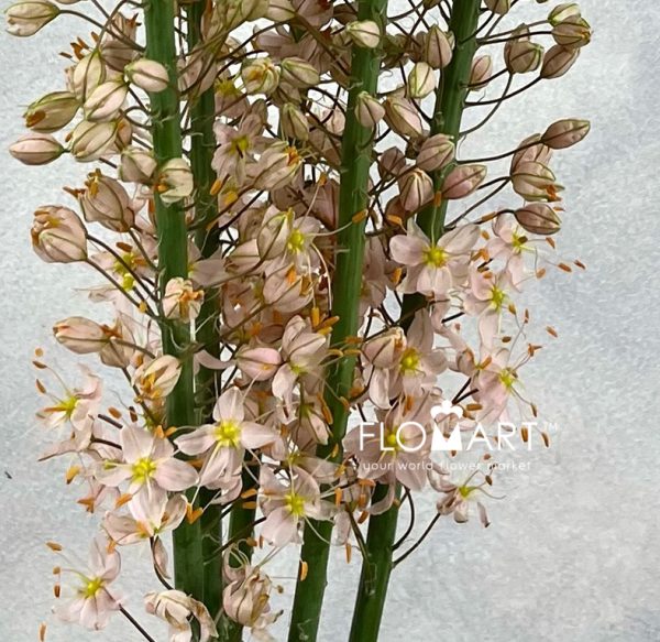 Eremurus Romance
