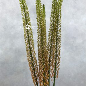 Eremurus Rumba