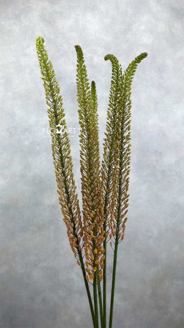 Eremurus Rumba