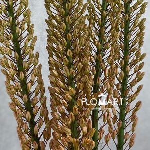 Eremurus Rumba - Image 2