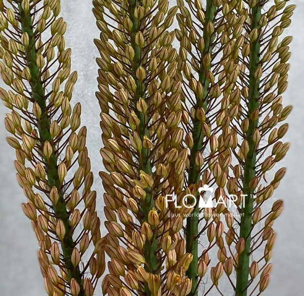 Eremurus Rumba
