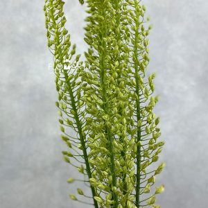 Eremurus Shelford Yellow Sun