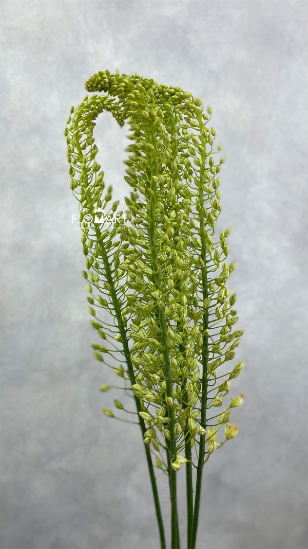 Eremurus Shelford Yellow Sun
