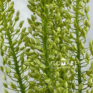 Eremurus Shelford Yellow Sun - Image 2