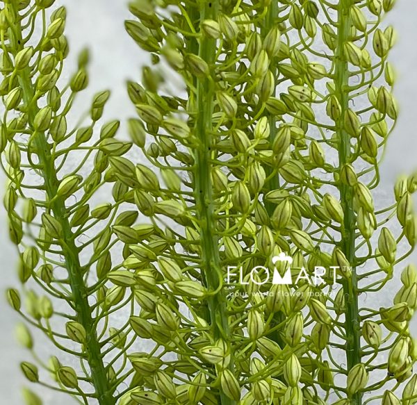 Eremurus Shelford Yellow Sun