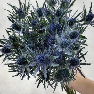 Eryngium Blue Lagoon