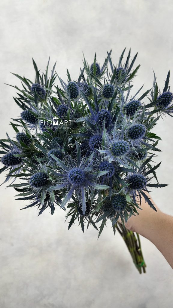 Eryngium Blue Lagoon
