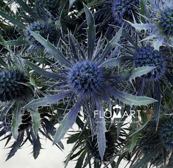 Eryngium Blue Lagoon