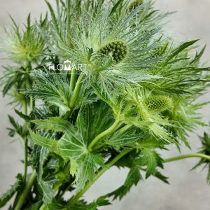 Eryngium Lovely White