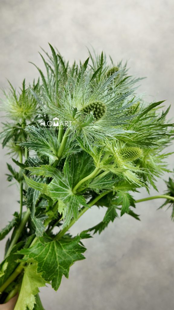 Eryngium Lovely White