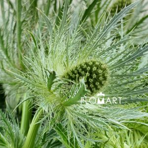Eryngium Lovely White - Image 2