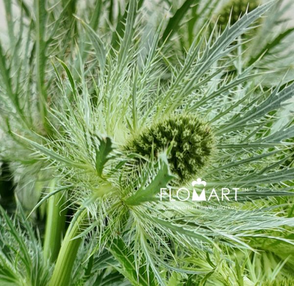 Eryngium Lovely White