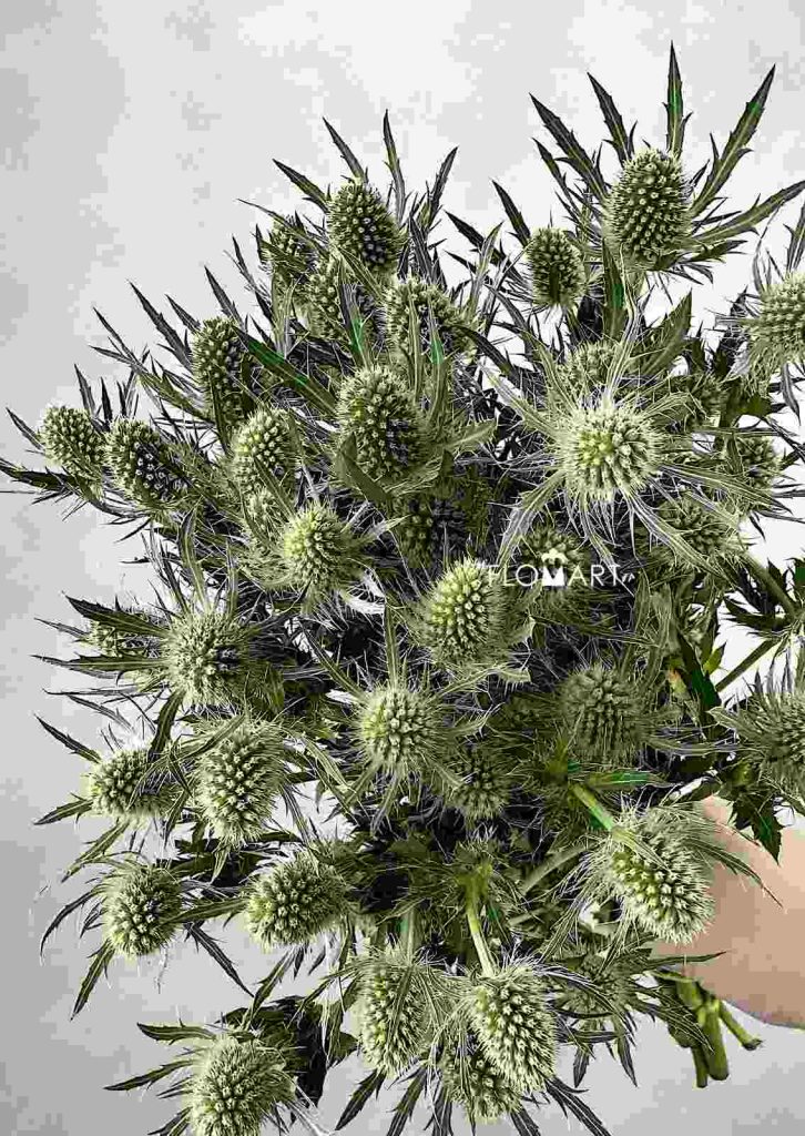 Eryngium Magical White Lagoon