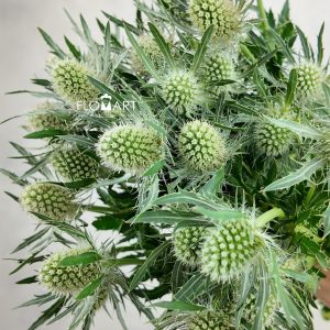Eryngium Magical White Lagoon