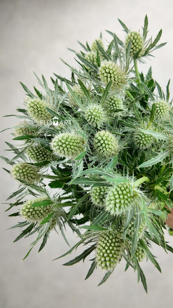 Eryngium Magical White Lagoon
