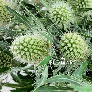 Eryngium Magical White Lagoon - Image 2
