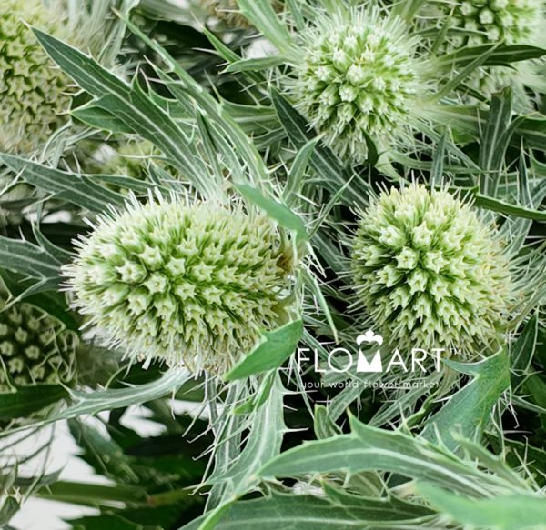 Eryngium Magical White Lagoon