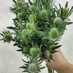 Eryngium Sirius Questar