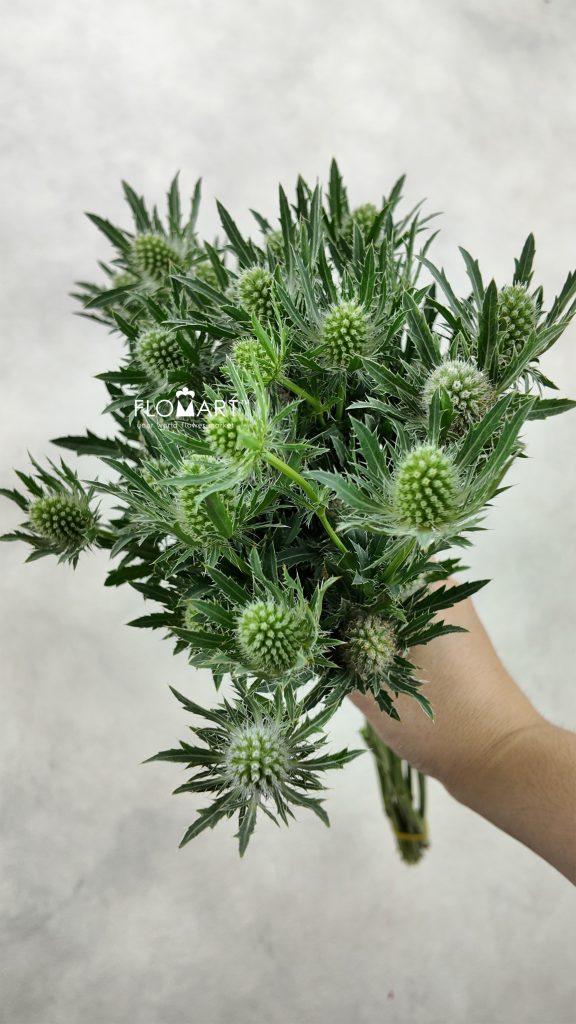 Eryngium Sirius Questar