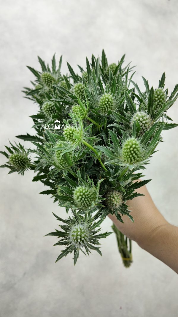 Eryngium Sirius Questar