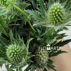 Eryngium Sirius Questar - Image 2