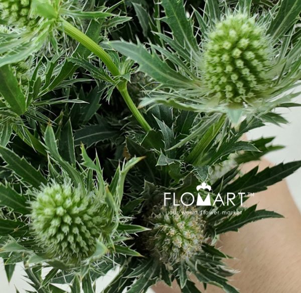 Eryngium Sirius Questar