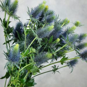 Eryngium Supernova