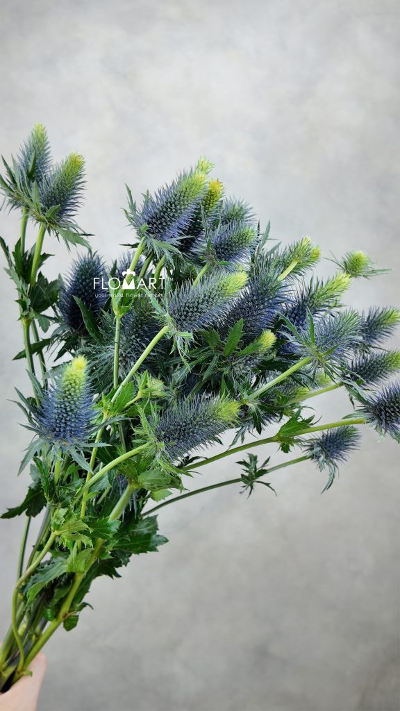 Eryngium Supernova