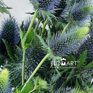 Eryngium Supernova - Image 2