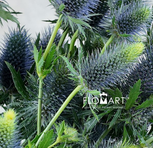 Eryngium Supernova