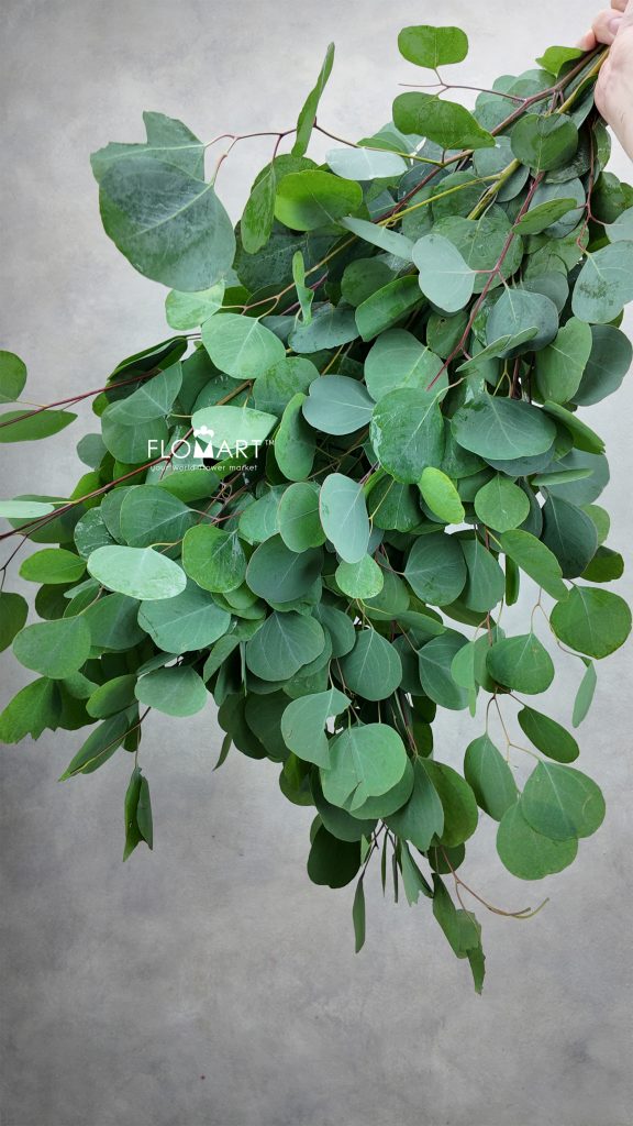 Eucalyptus Apple Leaf