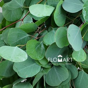 Eucalyptus Apple Leaf - Image 2