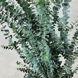 Eucalyptus Baby Blue
