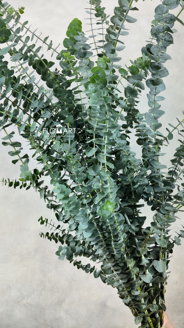 Eucalyptus Baby Blue Eucalyptus Baby Blue