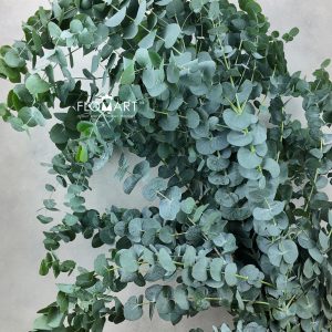 Eucalyptus Cinerea