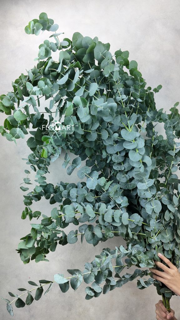Eucalyptus Cinerea