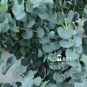 Eucalyptus Cinerea - Image 2