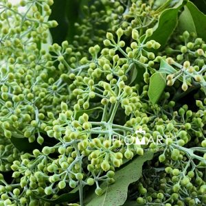 Eucalyptus Delgupta - Image 2