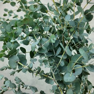 Eucalyptus Gunnii