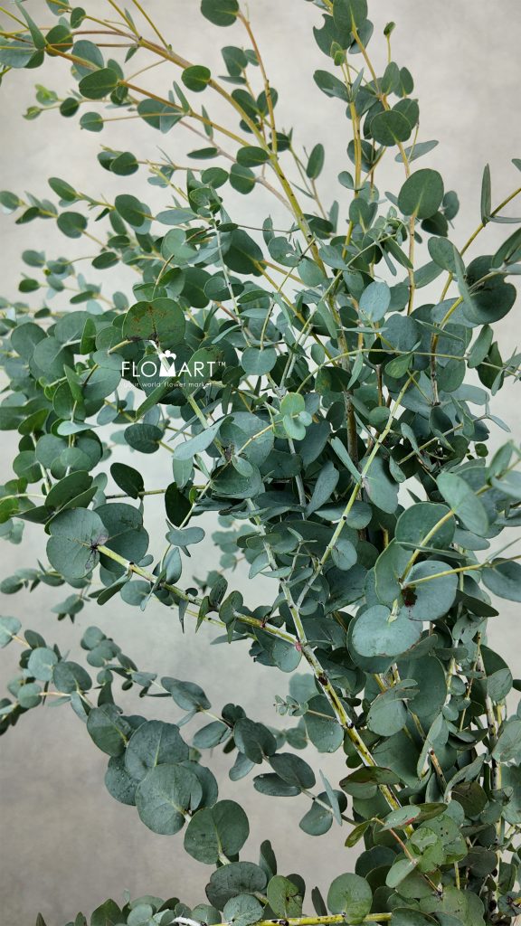 Eucalyptus Gunnii