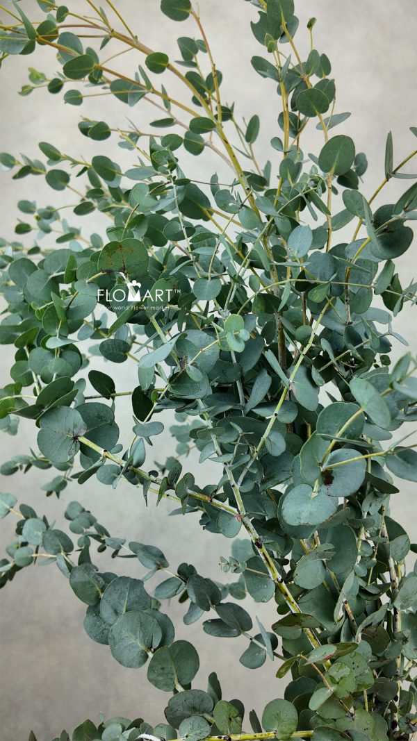 Eucalyptus Gunnii Eucalyptus Gunnii