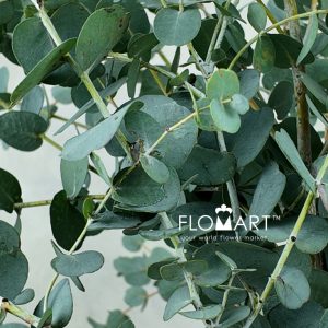 Eucalyptus Gunnii - Image 2