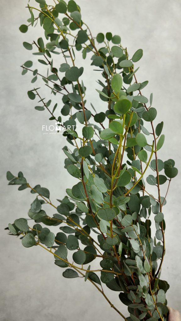 Eucalyptus Love