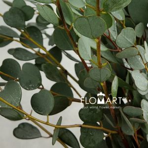 Eucalyptus Love - Image 2