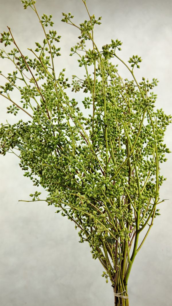 Eucalyptus Mini Fruit