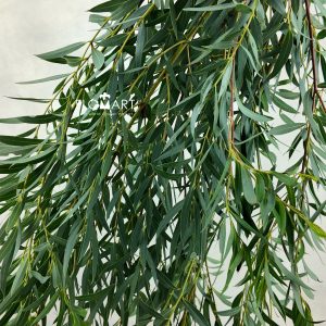 Eucalyptus Nicholii