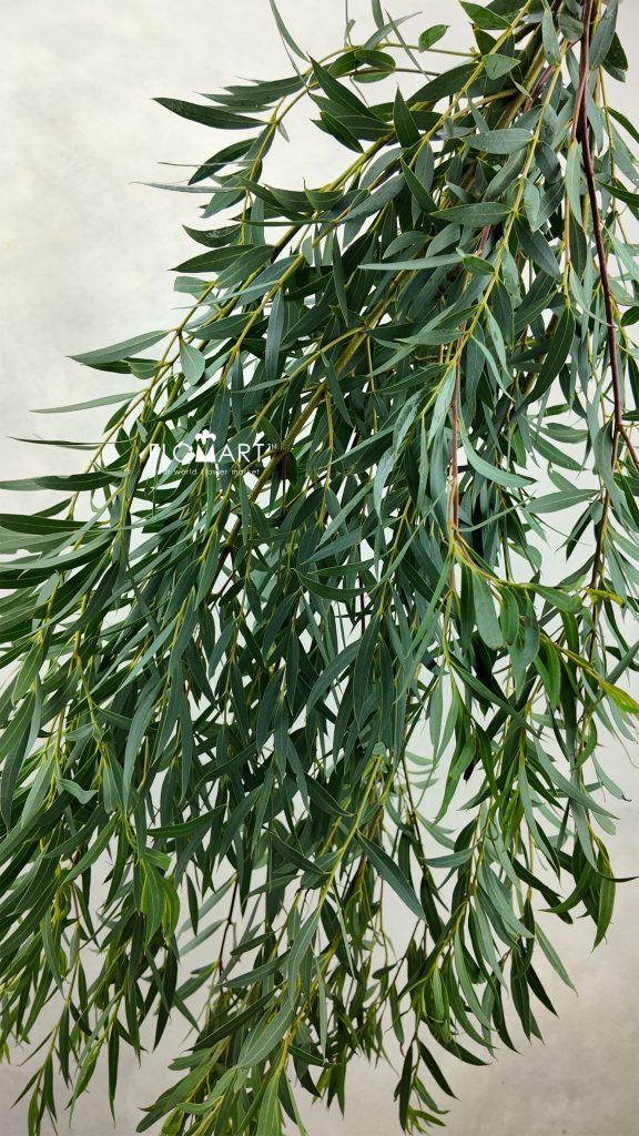 Eucalyptus Nicholii