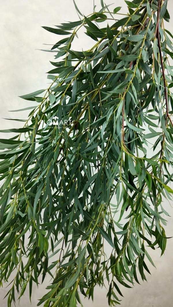 Eucalyptus Nicholii