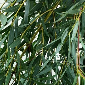 Eucalyptus Nicholii - Image 2